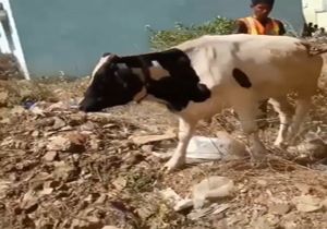 همکاری یک گاو با امدادگران برای نجات از چاه! + فیلم