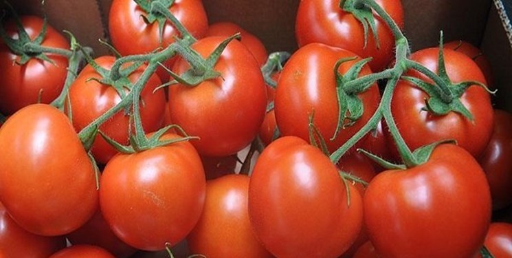 خرید حمایتی گوجه فرنگی با نرخ مصوب آغاز شد