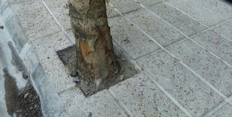 قربانیان بتن!