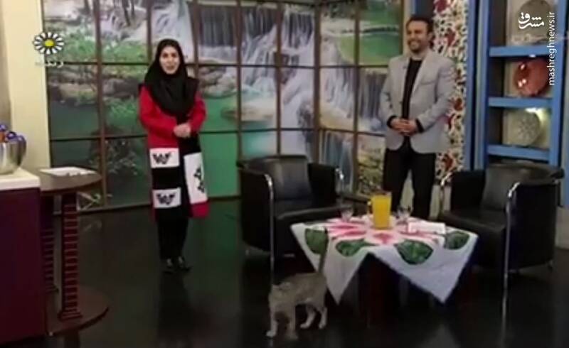 فیلم/ حضور گربه در برنامه زنده تلویزیونی!