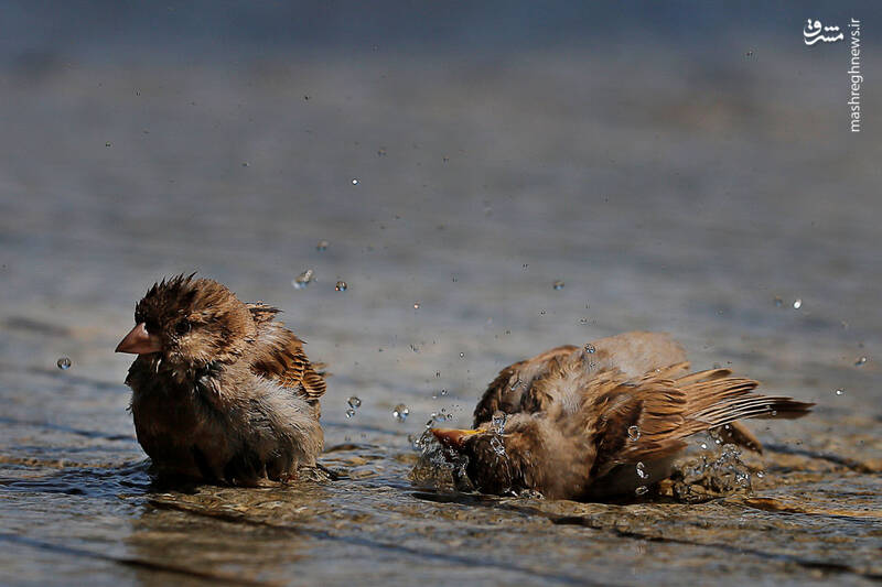 گرم‌ترین ماه سال