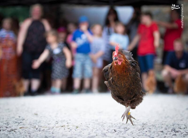مسابقه دو و میدانی مرغ‌ها در انگلیس