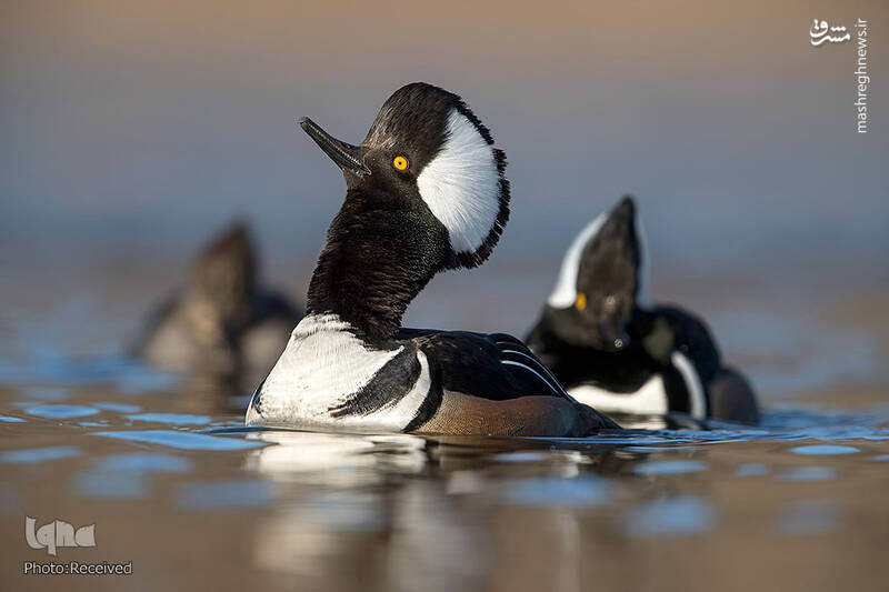 پرندگانی که لبخند را به لب شما می‌آورند
