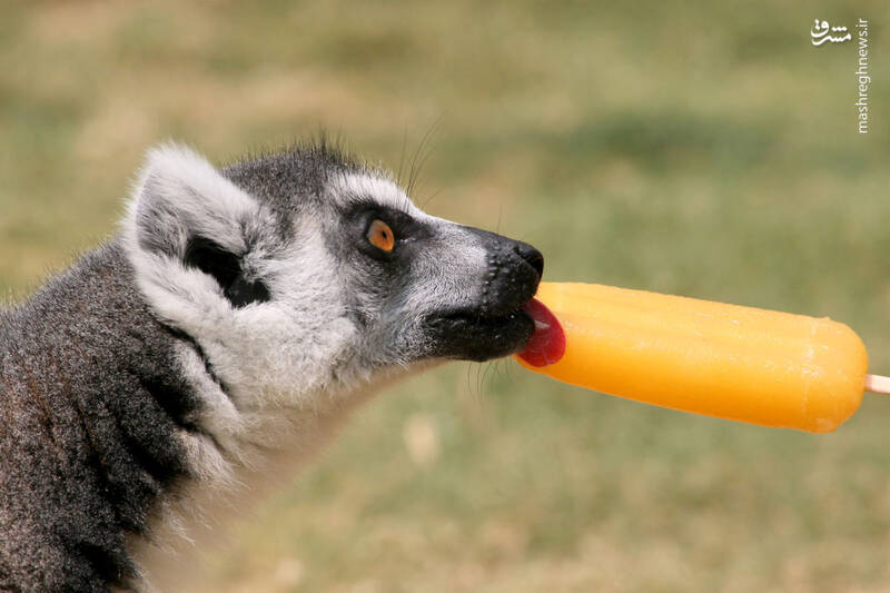 بستنی خوردن کفتار