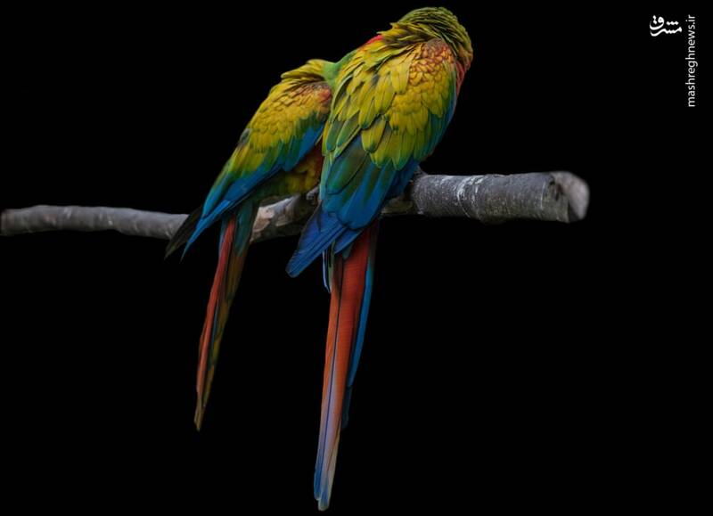 تصاویر منتخب حیات وحش هفته‎