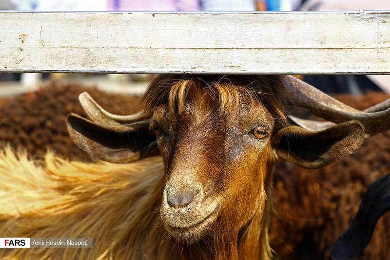 بازار خرید و فروش دام