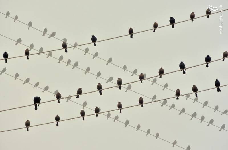 آواز گنجشک‌ها