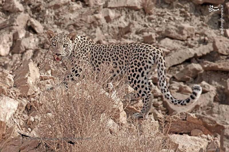 پلنگ ایرانی در بوشهر