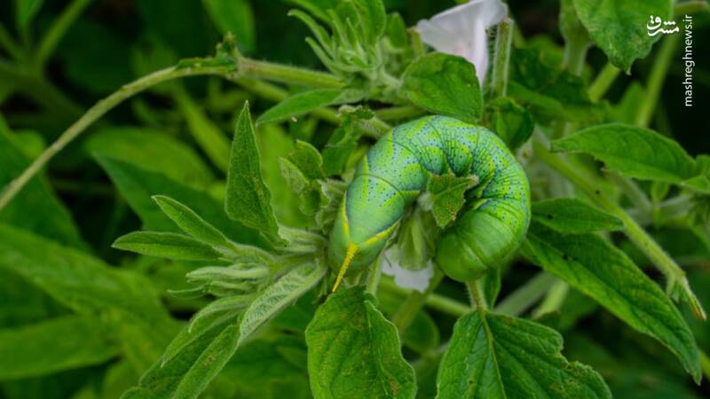 تصاویر دیدنی حیات وحش هفته‎