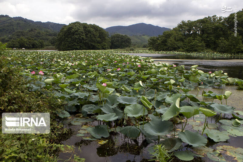 تالابی زیبا در رشت