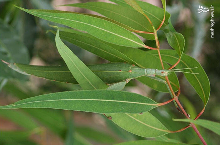 استتار خارق‌العاده حیوانات در طبیعت