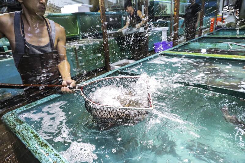 پایان فصل ممنوعیت صید در هنگ کنگ‎