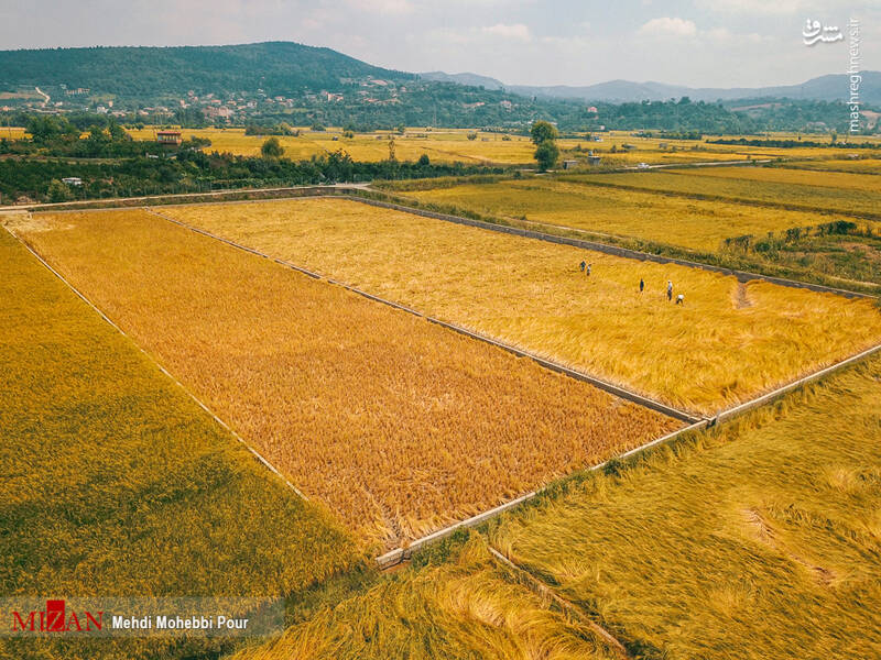 رونق شالیزارهای مازندران