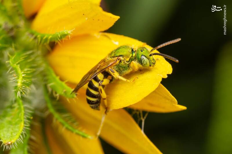 تصاویر دیدنی حیات وحش هفته‎