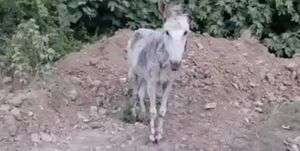 دستگیری حیوان آزار شیطان صفت در شهرستان بهشهر