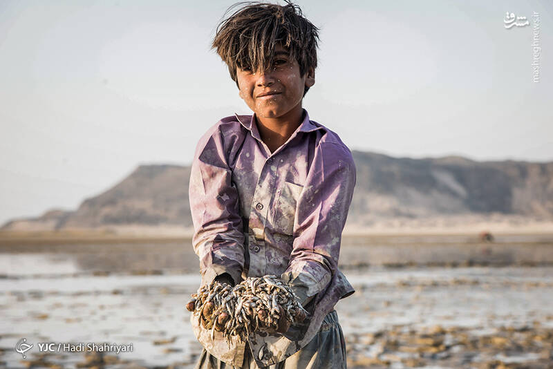 مرگ ماهیان هامون