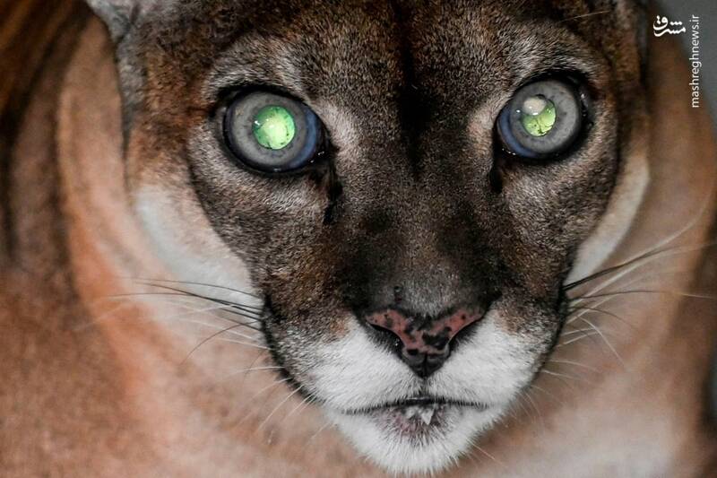 تصاویر دیدنی از حیات وحش