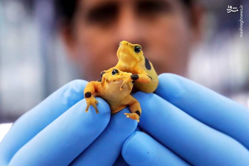 قورباغه‌های نادر طلایی