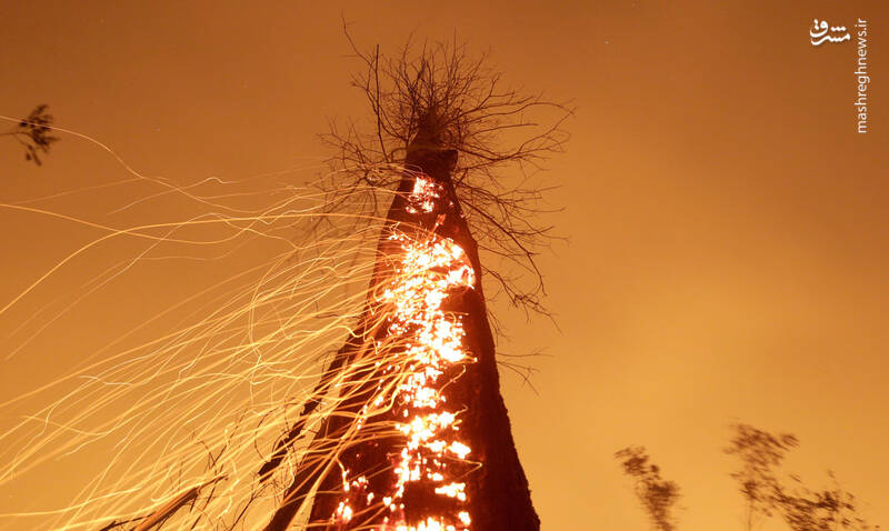 تصویری متفاوت از نفوذ آتش در تنه درختی در آمازون