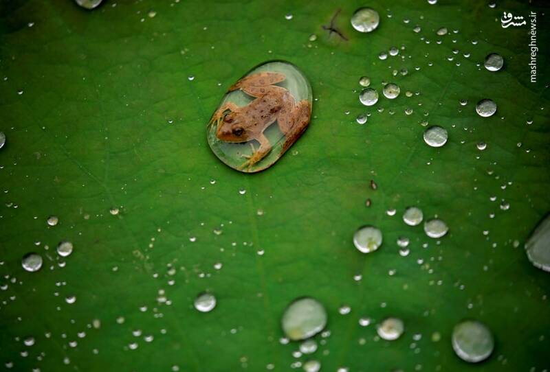 تصاویر دیدنی حیات وحش هفته‎