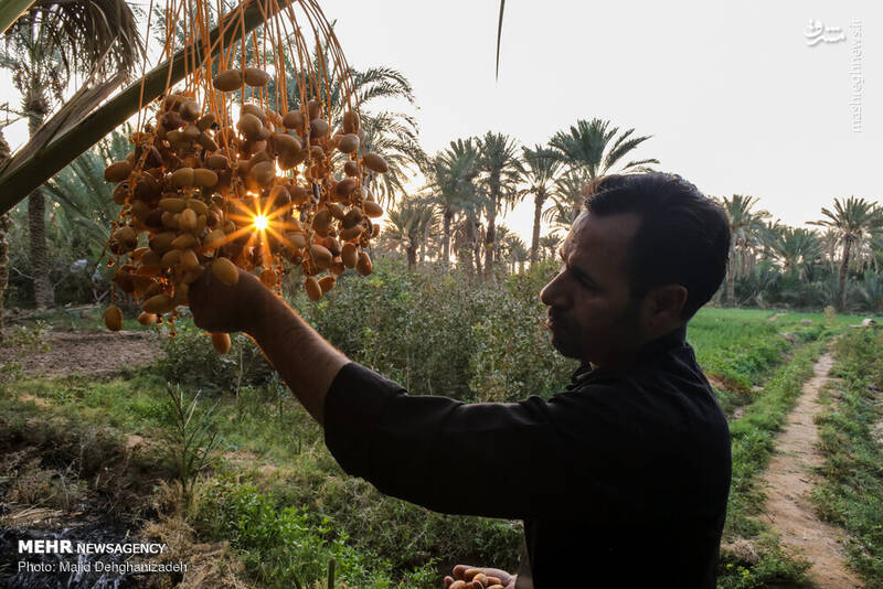 برداشت خرما از نخلستان‌های بافق یزد