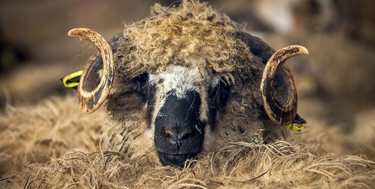 تناقض چند وجهی بازار گوشت/ تولید دام مازاد، واردات دولتی گوشت و قاچاق دام به خارج