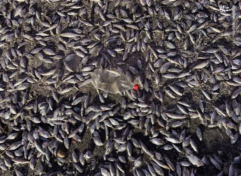 تصاویر دیدنی حیات وحش هفته