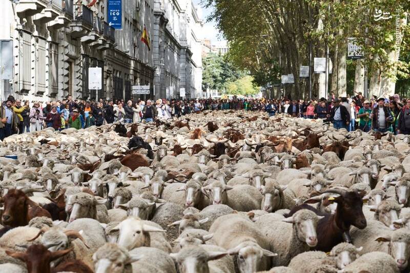 گله گوسفندان در پایتخت