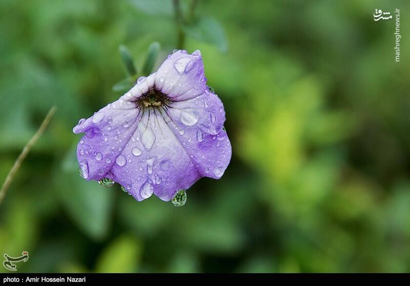 بارش باران پاییزی در قزوین