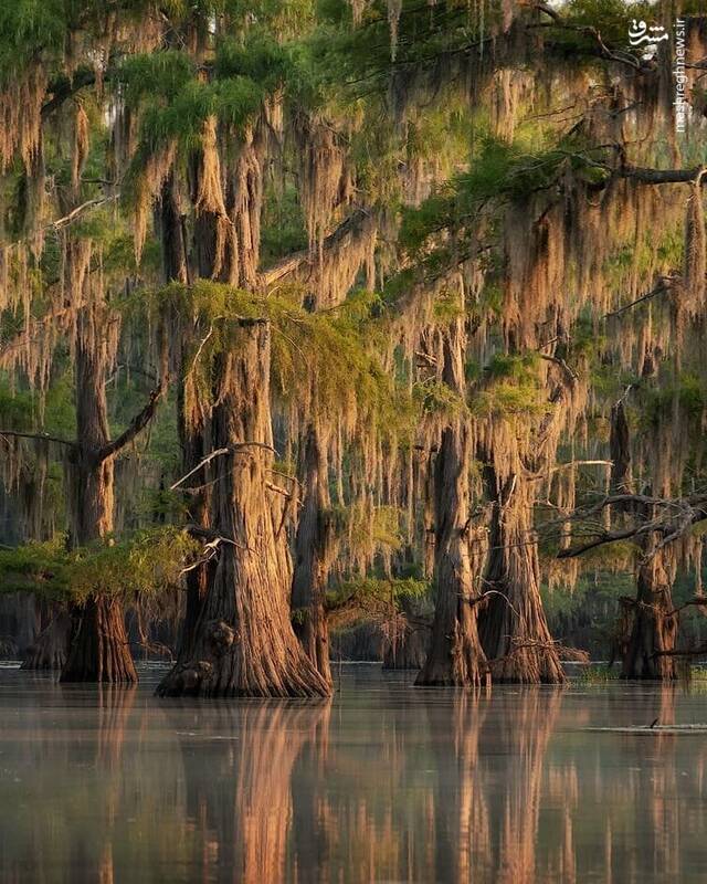 تصاویر زیبا از جنگل‌های پاییزی هلند