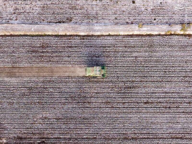 شهر پنبه‌ای چین