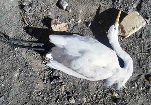 کشف لاشه ۵۰۰ قطعه پرنده مهاجر در میانکاله