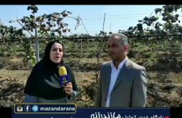 باغ کیوی ۹.۵ هکتاری روستای کردکتی بخش مرکزی آمل افتتاح شد