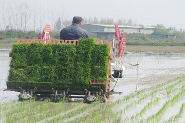 آئین توسعه کشت مکانیزه برنج شهرستان محمودآباد در روستای بولیده