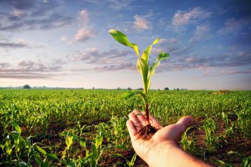 توصیه هایی برای پیشگیری از آسیب های کرم ساقه خوار در اراضی کشاورزی برنج