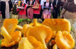 برگزاری باشکوه چهارمین جشنواره زرد کیجا در روستای اوسا/ اتحاد و همدلی مسولان میاندرود برای ایجاد شور و نشاط اجتماعی